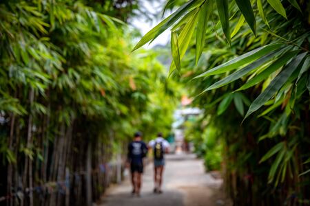 Green concrete walkway with both sides covered with bamboo trees and green leaves.の写真素材