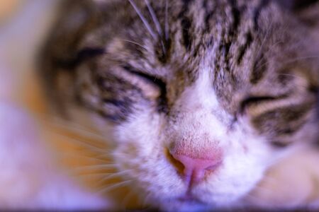 A sleepy pet cat sleeping on the floor