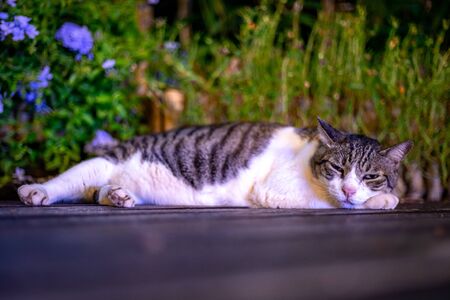 A sleepy pet cat sleeping on the floorの写真素材