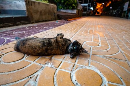 A domestic pet cat cuiously looking at the camera and posing for a photo.の写真素材