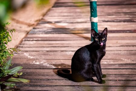 A domestic pet cat cuiously looking at the camera and posing for a photo.の写真素材