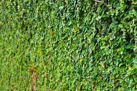 Green leaves on a wall background or texture