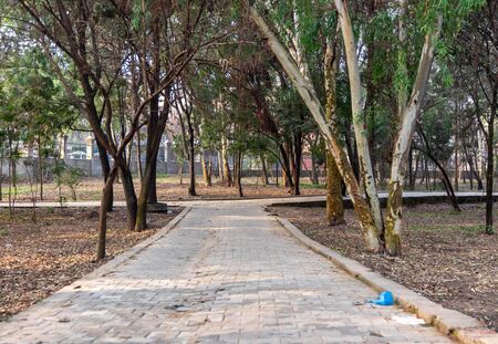 An empty floor in a city park surrounded by trees in the morning. Good for morning walk