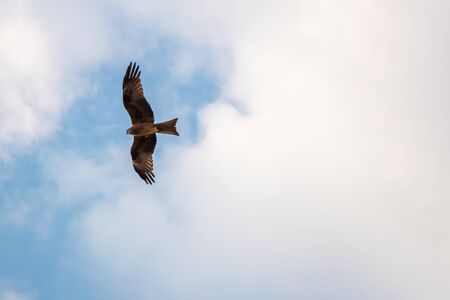 Indian Spotted Eagle flies against the clear blue sky and white cloudsの写真素材