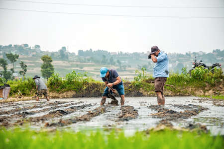 Kathmandu, Nepal - June 30 2019: Female farmers working in the field ploughing paddy on the occasion of National Paddy Day in Nepal.のeditorial素材
