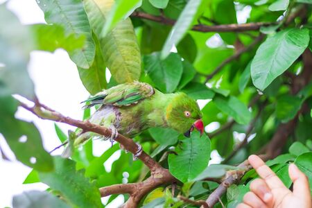 Outrages angry parrot with furious eyes trying to bite the finger of a person from a treeの写真素材