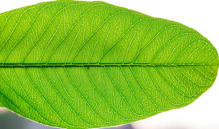 Closeup of intricate details on a green leaf. selective focusの写真素材