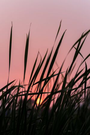 Stunning Sunset against silhouetted cane grass. Bright orange sky with setting sun in the backdrop and cane grass dancing with the wind in the foreground. selective focusの写真素材