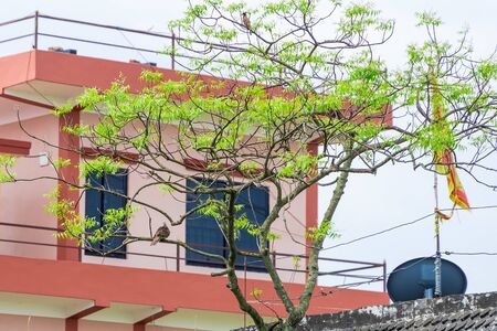 Spotted Dove and Pied Myna on a treeの写真素材