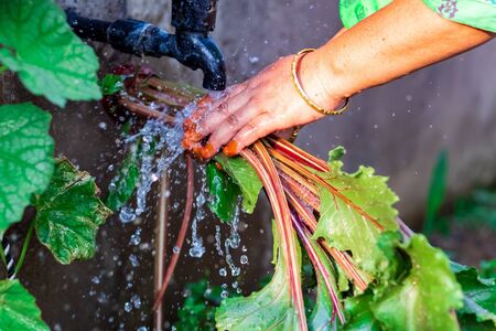 Home Gardening Concept. Hand of middle-aged woman rinse mud with water from the freshly harvested beets or beetroot in backyard organic garden. selective focusの写真素材