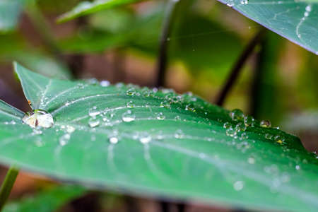 Fresh Green Closeup of Taro (Colocasia esculenta) Plant Leaves with Rain Drops or Morning Dew. Also known as Elephant Ear Plants or Arbi Leaf in Hindi.の写真素材