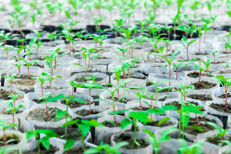 Tiny Plants placed in various round flower pots at a nursery green house.の写真素材