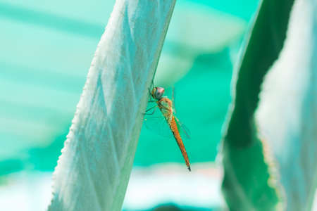Yellow winged darter dragonfly close up isolated outdoors in the wild with bokeh green nature backdrop.の写真素材