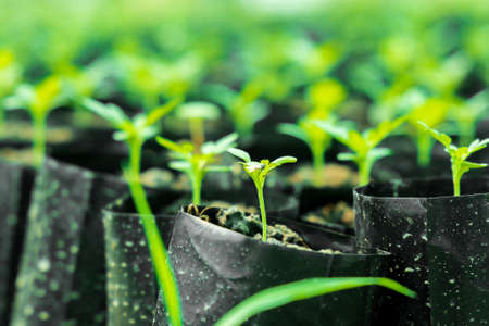 Tiny Plants placed in various round flower pots at a nursery green house.の写真素材