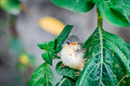 Young Ashy Wren Warbler (Prinia Socialis) fledgling on a tree.