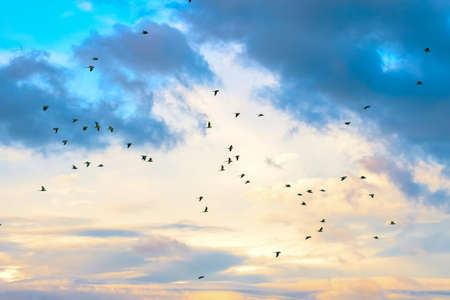 Silhouetted Many Parrot Birds flying against cloudsduring golden hour sunset.の写真素材