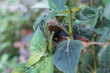 Ashy Wren Warbler (Prinia Socialis) feeds young hungry fledglings in the nestの写真素材