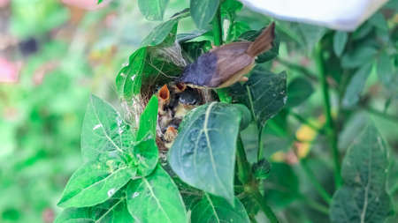 Ashy Wren Warbler (Prinia Socialis) feeds young hungry fledglings in the nestの写真素材