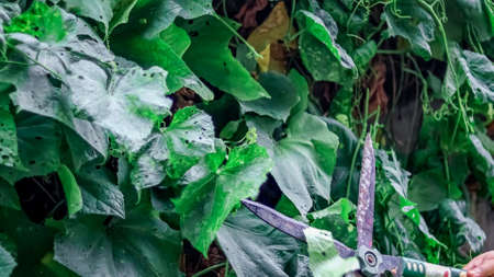 Hands of middle-aged woman with pruner scissors trimming plants outdoors in the garden.