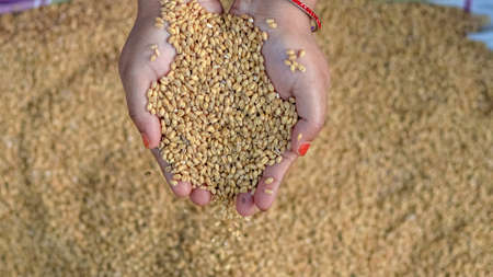 Farmer holding grains in her hands Closeup. Female cupped hands pouring whole wheat grain kernels. Wheat in a hand good harvest. Harvest close-up of farmers hands holding wheat grains.の写真素材