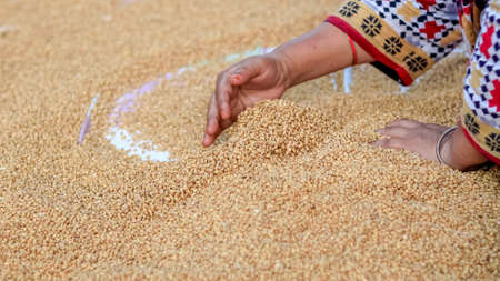 Farmer holding grains in her hands Closeup. Female cupped hands pouring whole wheat grain kernels....