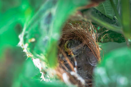 Cute Young Carefree Ashy Wren Warbler (Prinia Socialis) fledglings chilling in the nest.の写真素材
