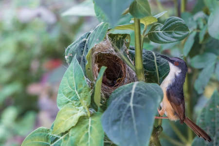 Ashy Wren Warbler (Prinia Socialis) feeds young hungry fledglings in the nestの写真素材