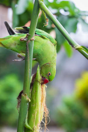 Female Rose Ringed Parakeet or Green Parrot feasting on a maize plant in the garden.の写真素材