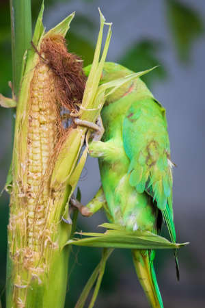 Female Rose Ringed Parakeet or Green Parrot feasting on a maize plant in the garden.の写真素材