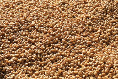 Textured background of many Wheat grains. Golden food crop harvestの写真素材