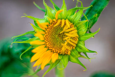 Beautiful Single Sunflower Blooming in the gardenの写真素材