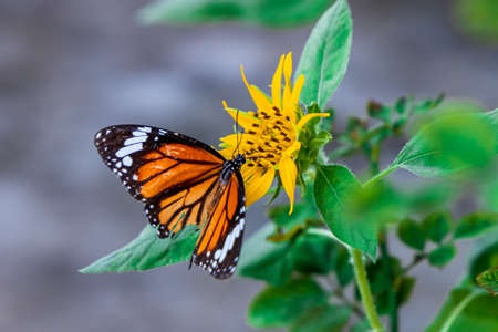 Beautiful Butterfly Common Tiger (Danaus Genutia) working on a bright sunflower closeup.の写真素材