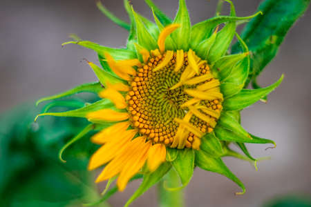 Beautiful Single Sunflower Blooming in the gardenの写真素材