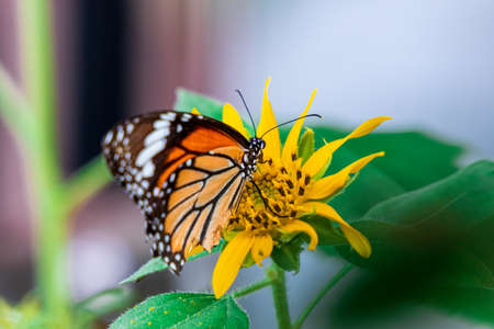 Beautiful Butterfly Common Tiger (Danaus Genutia) working on a bright sunflower closeup.の写真素材