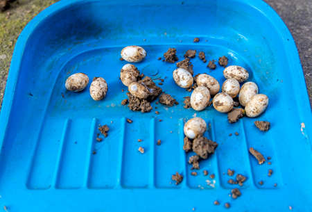 Closeup of Common Watersnake Eggs in the garden soil.