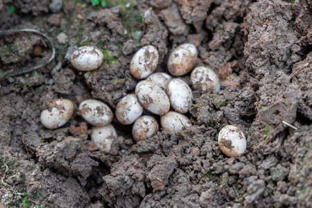Closeup of Common Watersnake Eggs in the garden soil.の写真素材