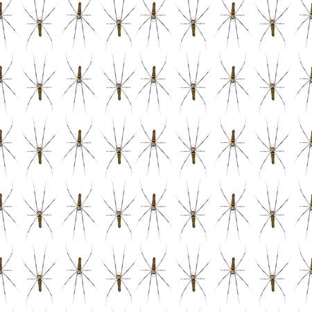 Giant Scary Spider Pattern Isolated on a white background.の写真素材