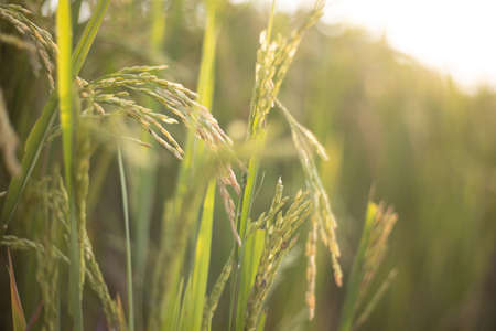 Closeup of Rice crops ready for harvest in the fieldの写真素材