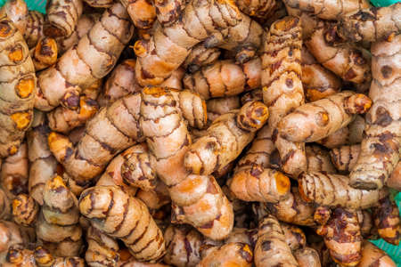 Turmeric roots closeup. Fresh harvest of many turmeric roots background texture.