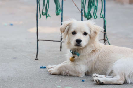 Gorgeoues cute little Kokoni breedの写真素材