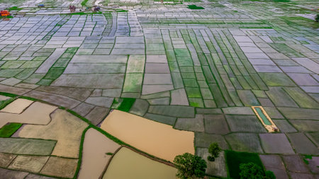 Aerial view of fresh cultivated land. Farmlands divided into rectangular block aerial shot. Monsoon...
