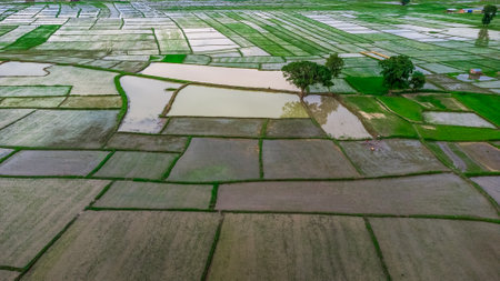 Aerial view of fresh cultivated land. Farmlands divided into rectangular block aerial shot. Monsoon season in Nepal.の写真素材