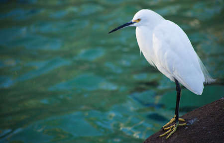 A close up of a white bird with a black beak.の写真素材