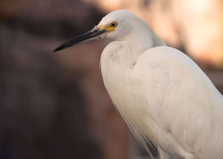 A close up of a white bird with a black beak.の写真素材