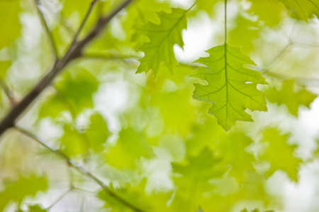 A close up of a green leaf with a white overcast sky.