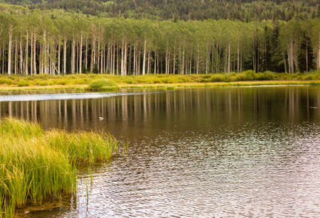 A shot of a mountain lake with green tree's in the background.の写真素材