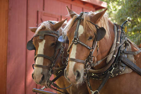 A close up of two horse's ready to pull a wagon.の写真素材