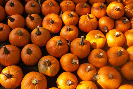A shot of a pumpkin patch on a early fall day.