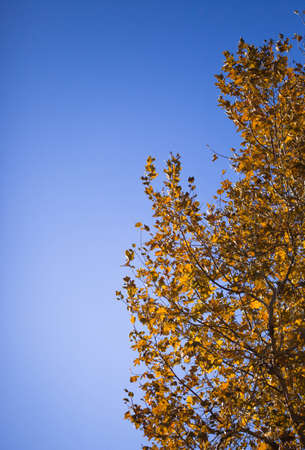 A shot of a tree with orange and brown leaves during a cool fall day.の写真素材