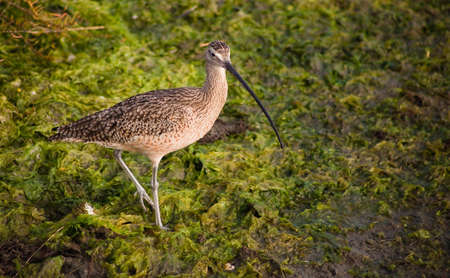 A close up of a brown wetland bird standing in green moss.の写真素材